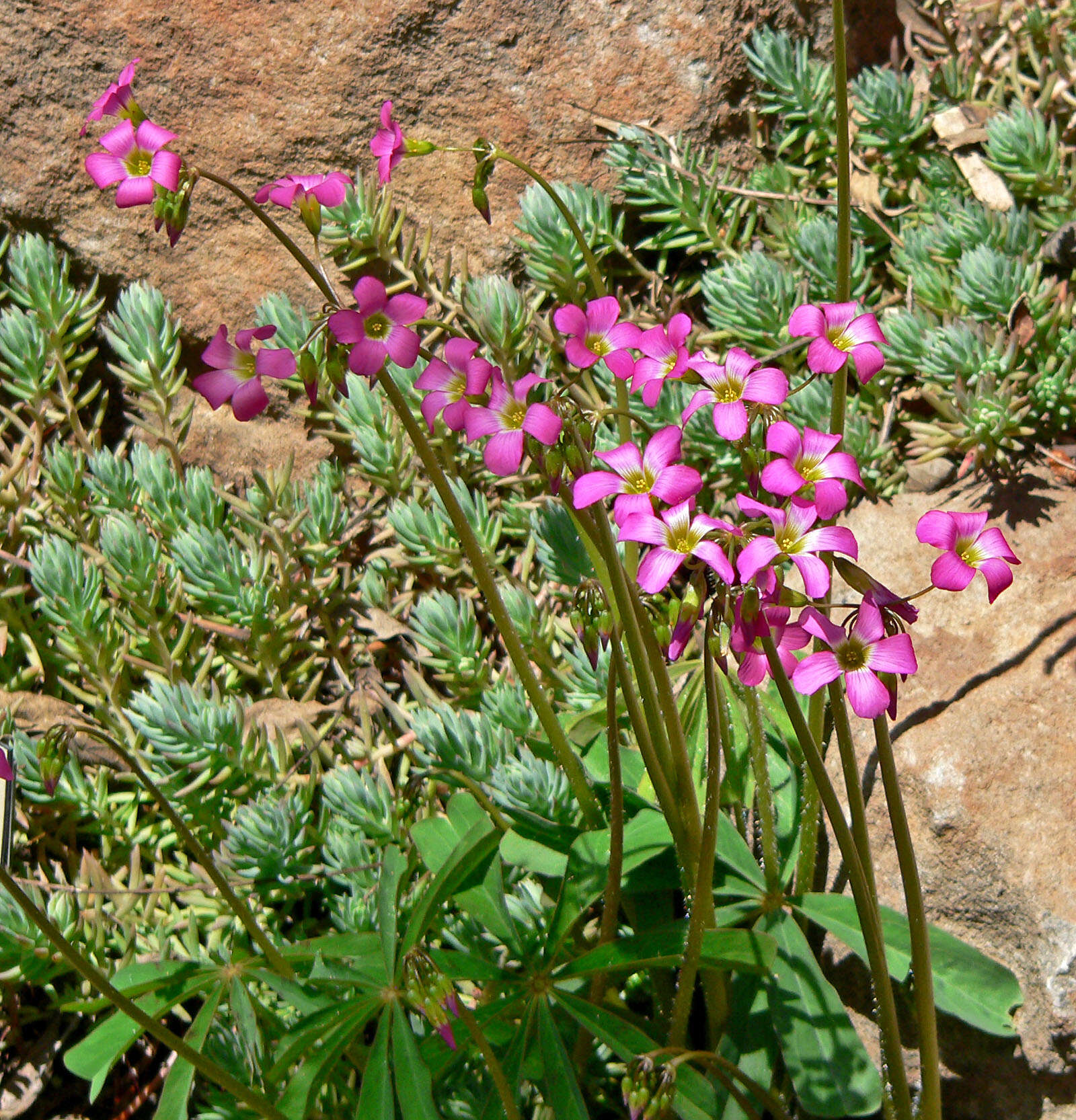 Слика од Oxalis magnifica (Rose) Knuth