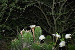 Image of Echinopsis rhodotricha K. Schum.