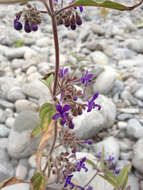 Image de Trichostema laxum A. Gray