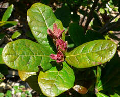 Image of Quercus costaricensis Liebm.