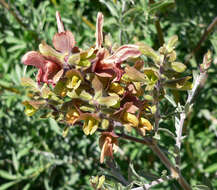 Image of Salvia lanceolata Lam.