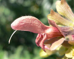 Image of Salvia lanceolata Lam.