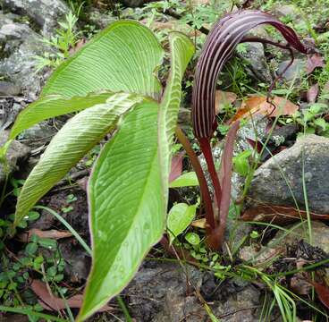 Image of Arisaema costatum (Wall.) Mart.