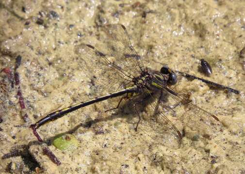 Image of Phanogomphus diminutus (Needham 1950)