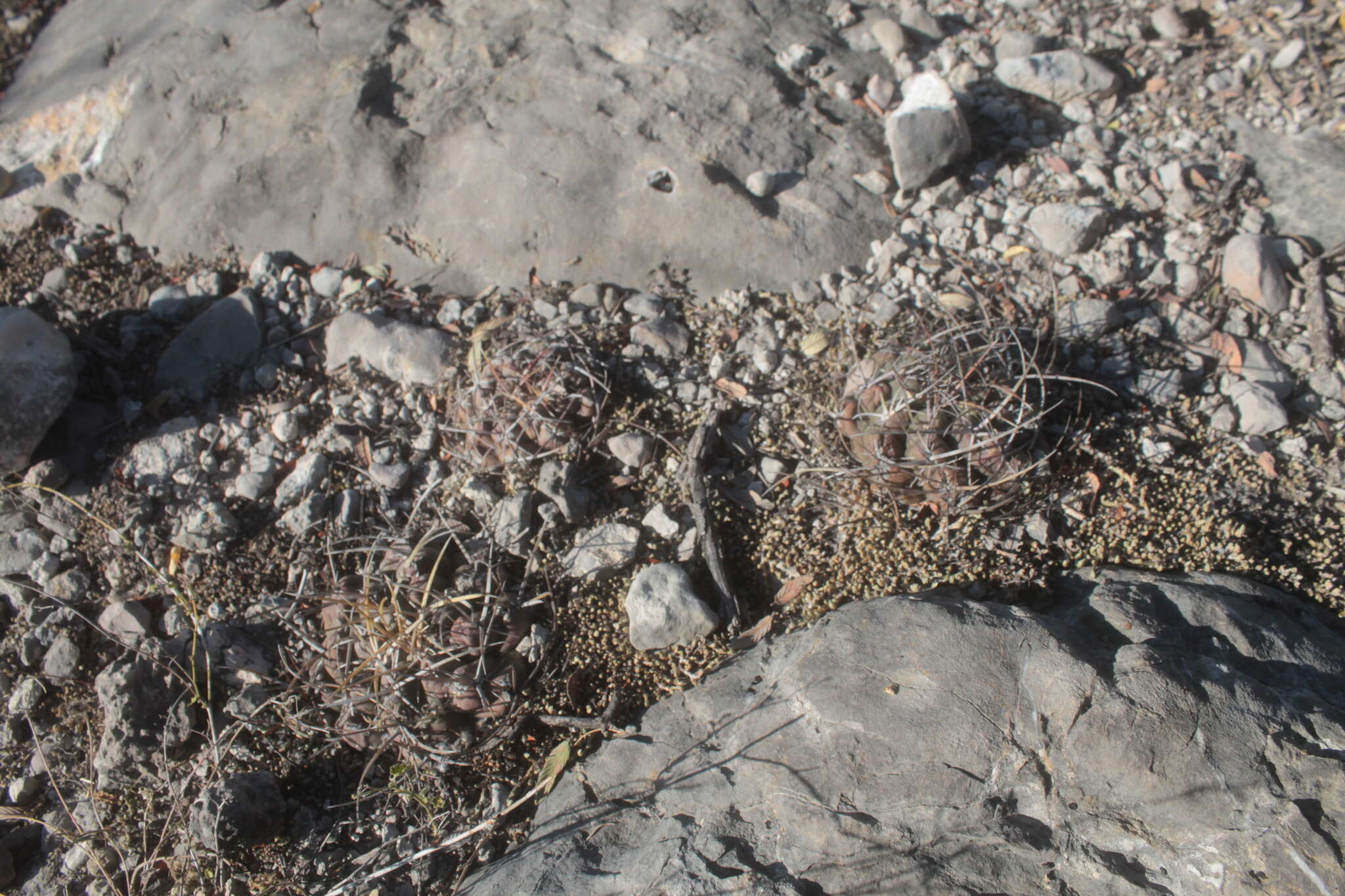 Image of Thelocactus hexaedrophorus (Lem.) Britton & Rose