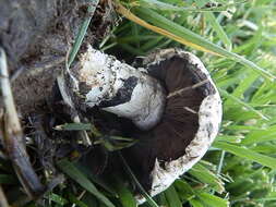 Image of Banded agaric