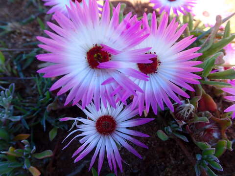 Image of Cleretum bellidiforme (Burman fil.) G. D. Rowley