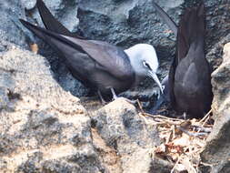 صورة Anous stolidus galapagensis Sharpe 1879