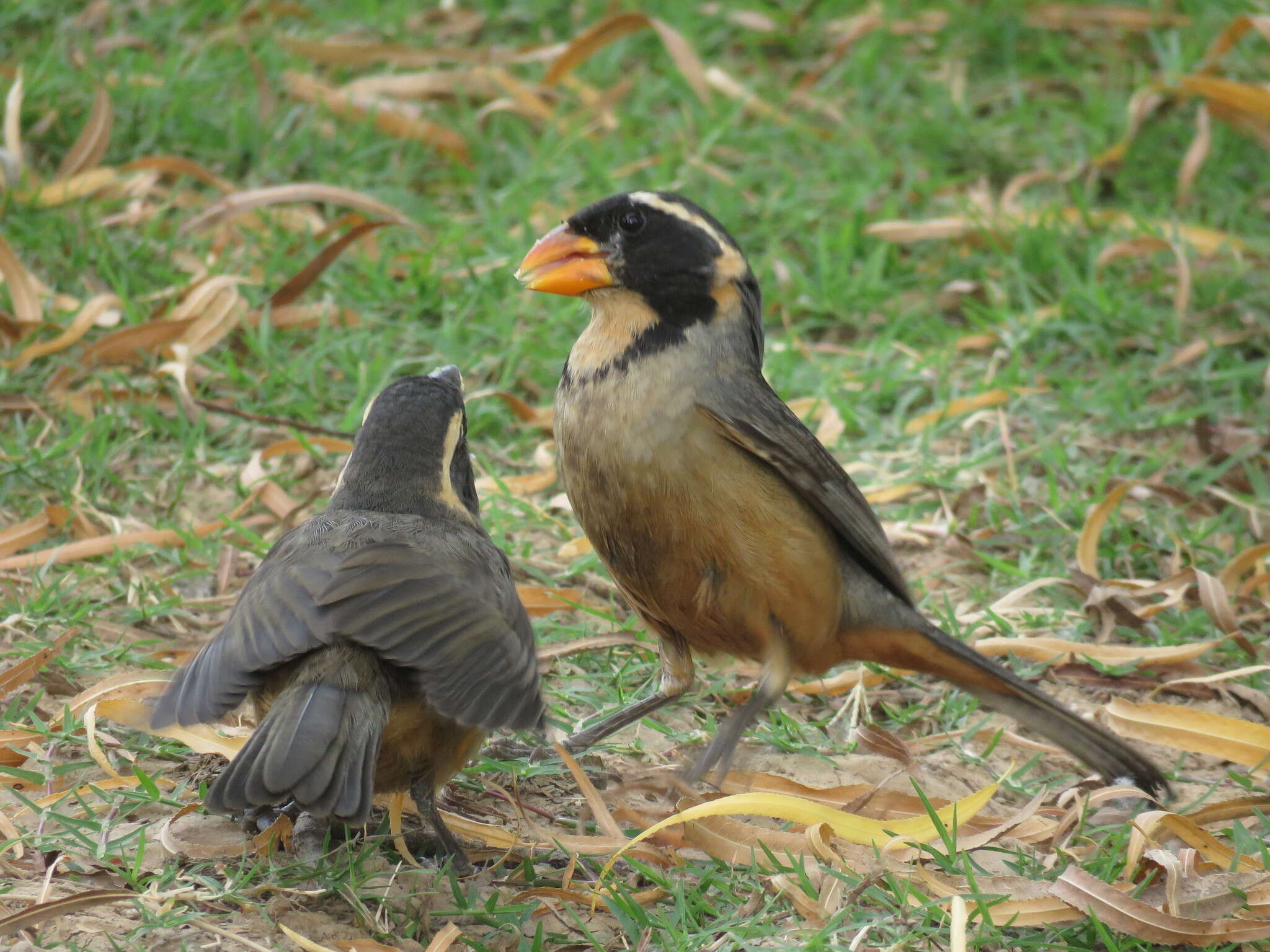 Image of Golden-billed Saltator