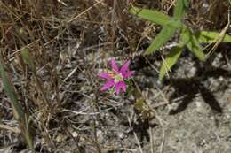 Zeltnera trichantha (Griseb.) G. Mansion resmi