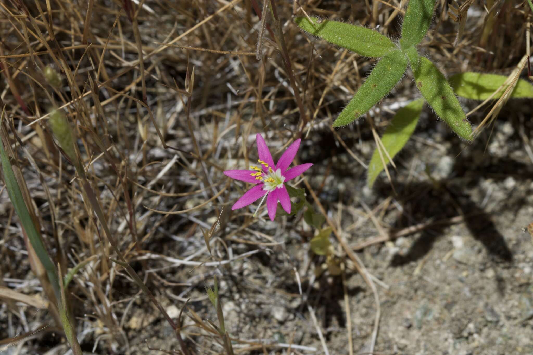 Zeltnera trichantha (Griseb.) G. Mansion resmi