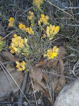 Image of Fendler's bladderpod