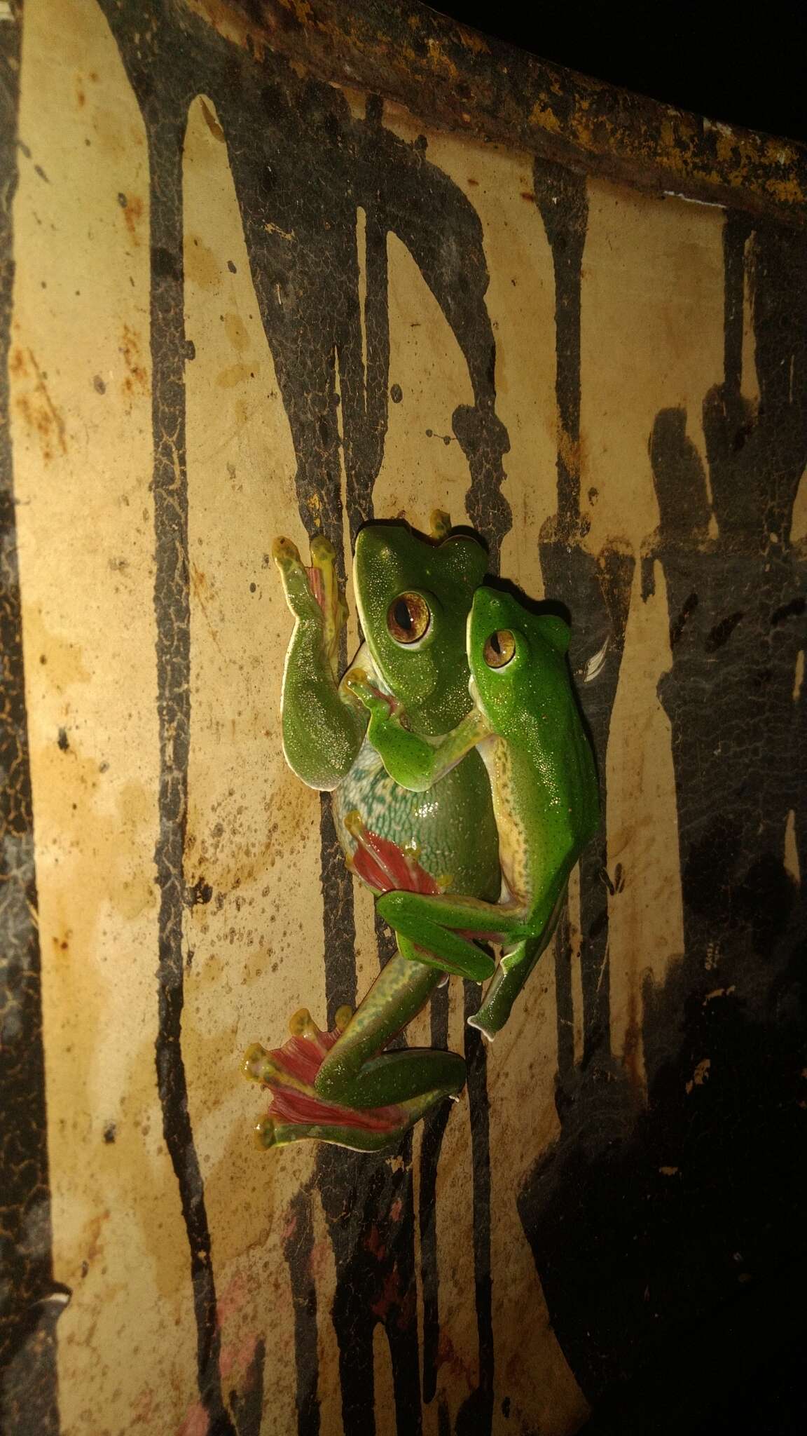 Image of Malabar Gliding Frog