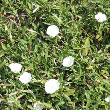 Image of Silver Dwarf-Morning-Glory