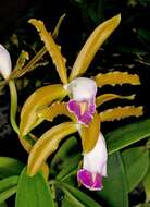 Imagem de Cattleya dormaniana (Rchb. fil.) Rchb. fil.