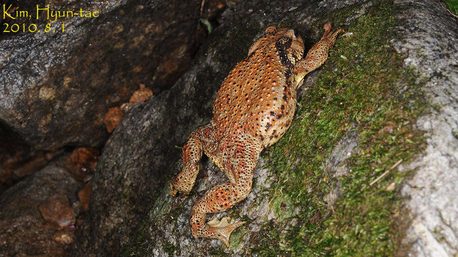 Image de Bufo gargarizans Cantor 1842