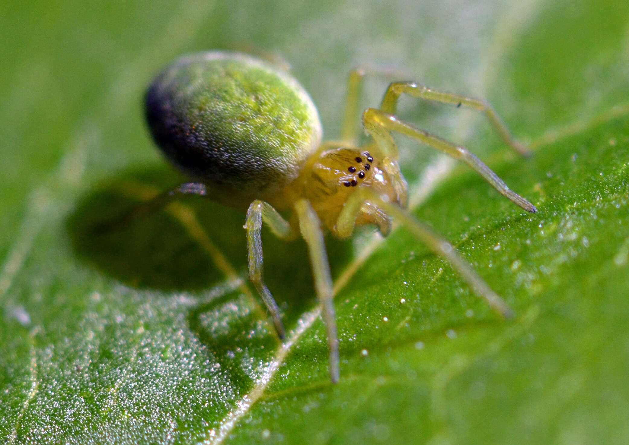 Image of Nigma walckenaeri (Roewer 1951)