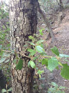 Image of Holm Oak