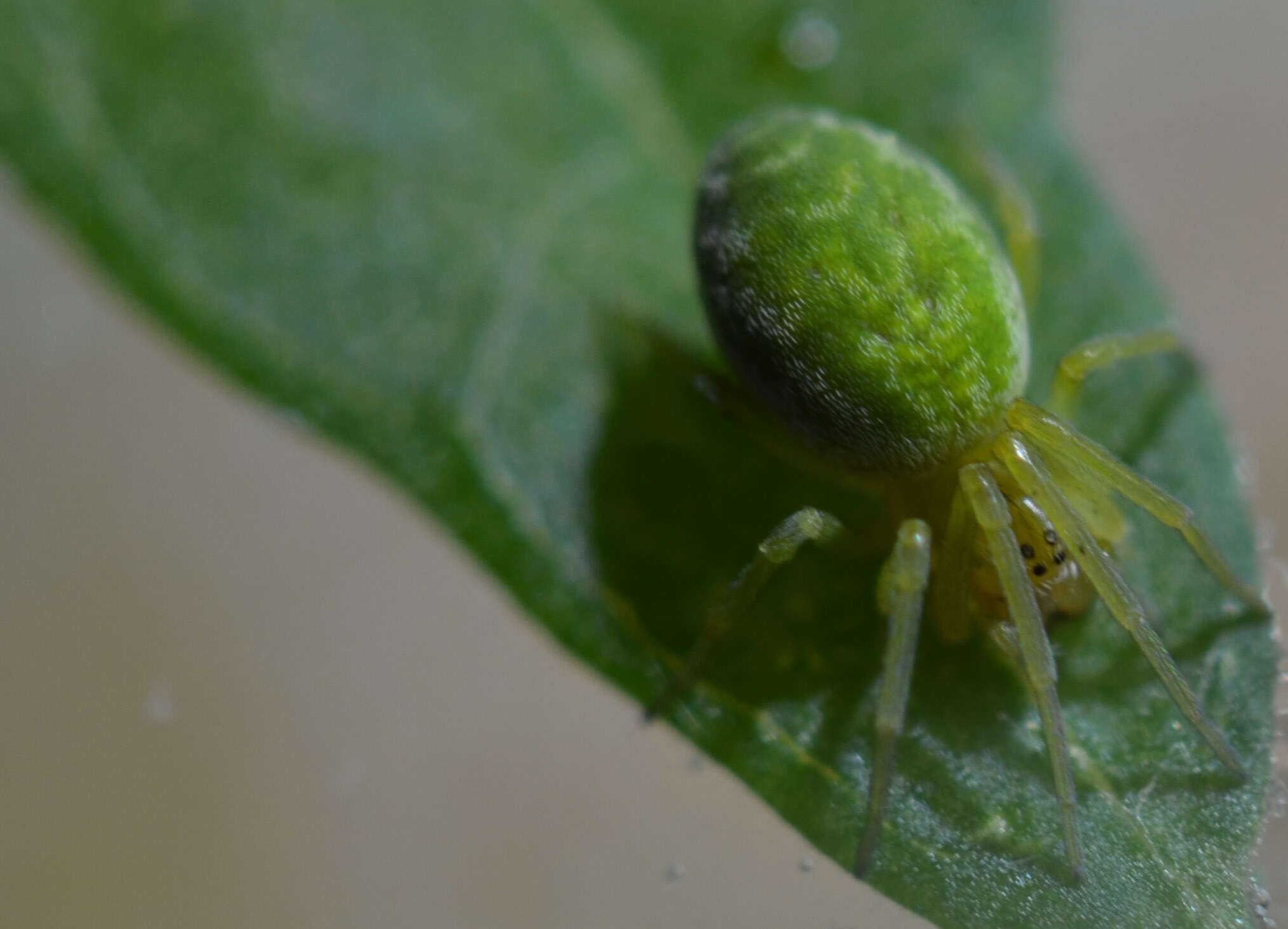 Image of Nigma walckenaeri (Roewer 1951)