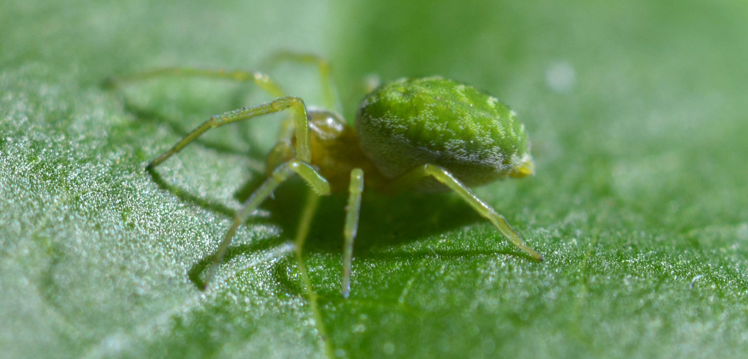 Image of Nigma walckenaeri (Roewer 1951)