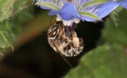 Image of Anthophora crassipes Lepeletier 1841