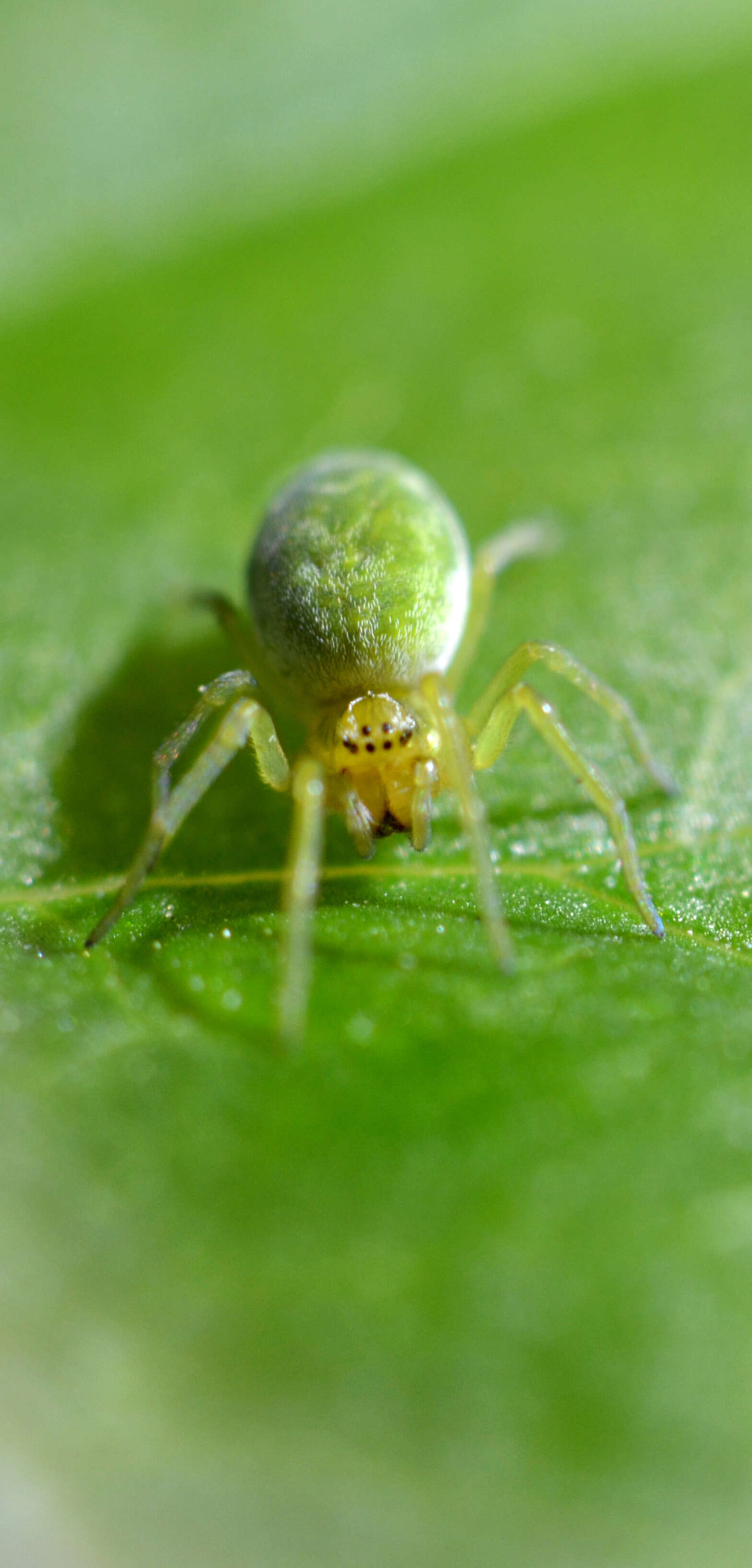 Image of Nigma walckenaeri (Roewer 1951)