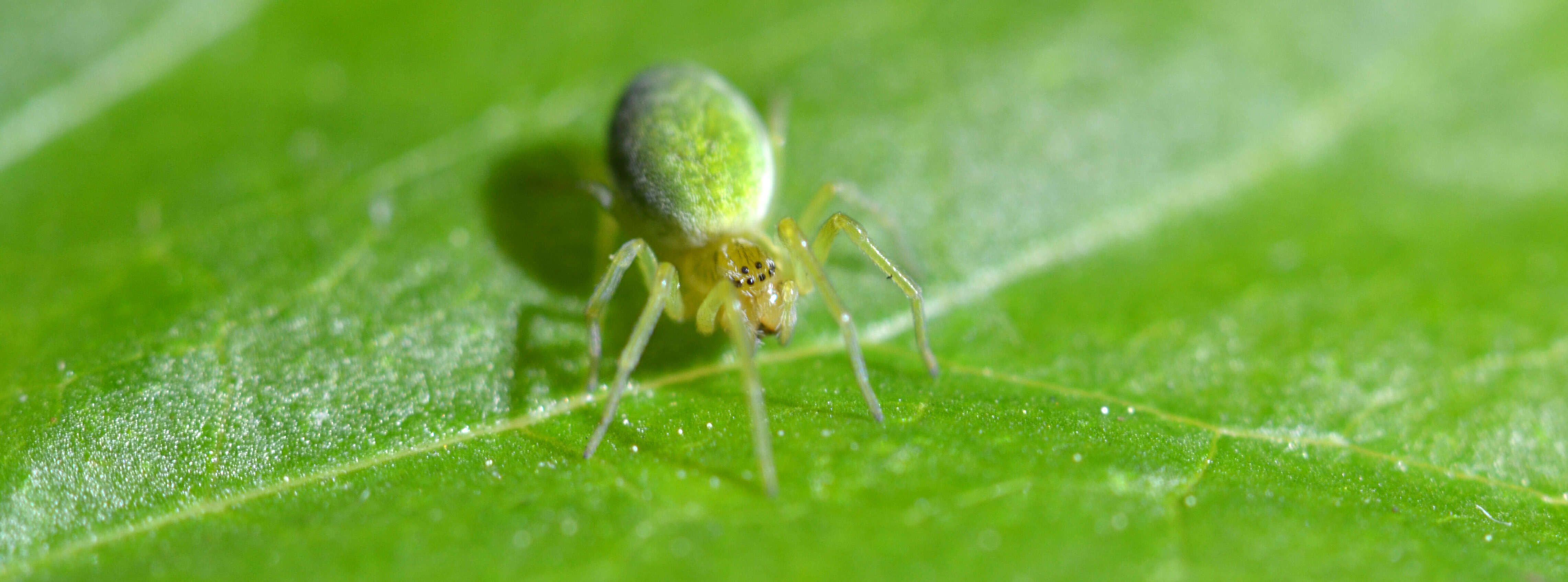 Image of Nigma walckenaeri (Roewer 1951)