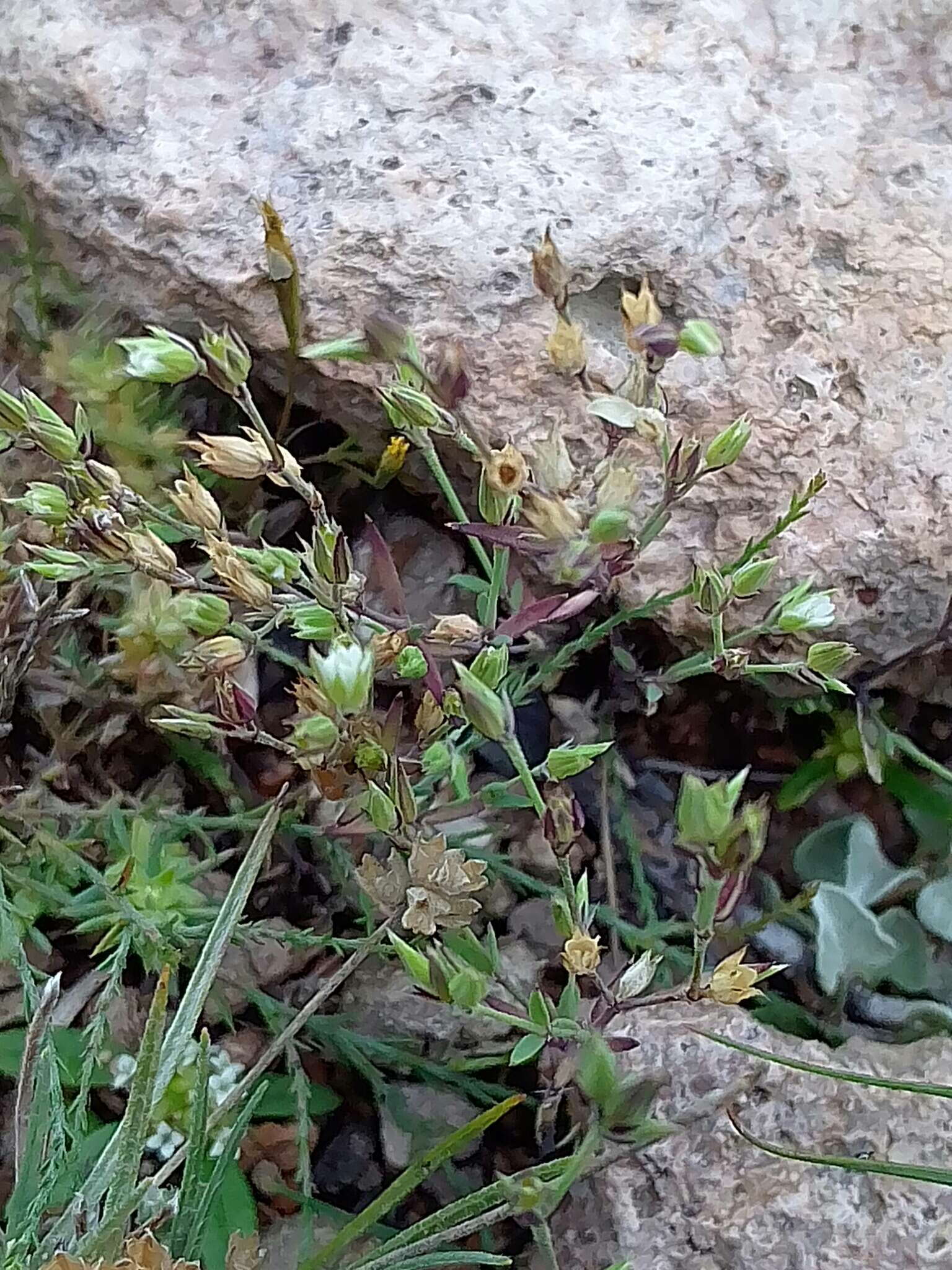 Drymaria leptophylla (Cham. & Schltdl.) Fenzl ex Rohrb. resmi