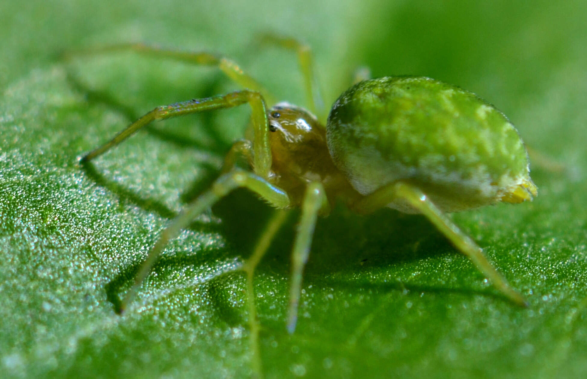 Image of Nigma walckenaeri (Roewer 1951)