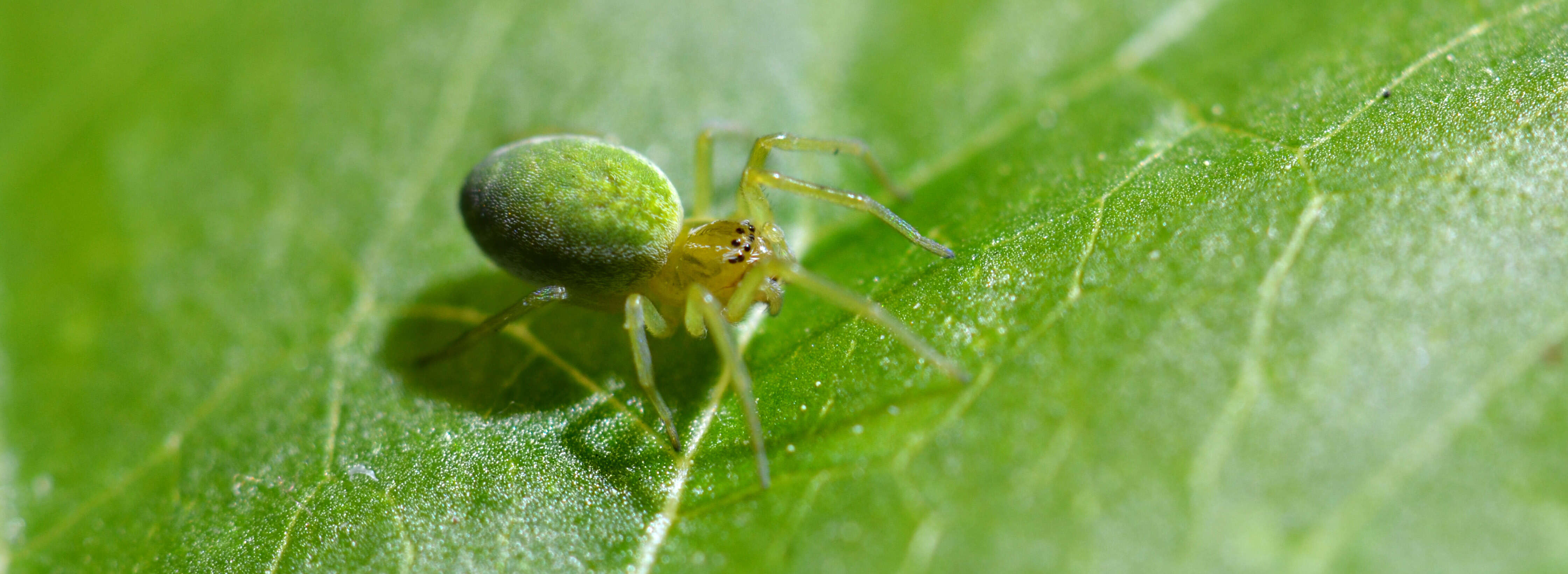 Image of Nigma walckenaeri (Roewer 1951)