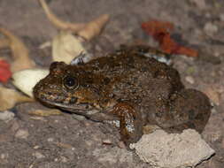 Image of African Groove-crowned Frog