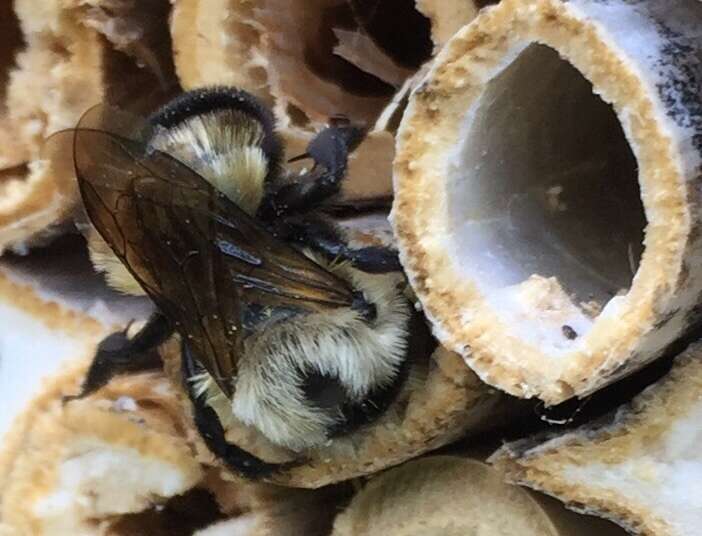 Image de Osmia bucephala Cresson 1864