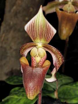 Image de Paphiopedilum superbiens (Rchb. fil.) Stein