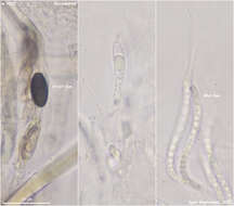 Image of Cercophora silvatica N. Lundq. 1972