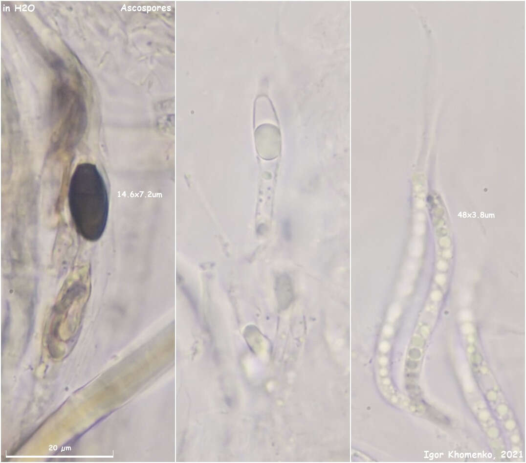 Image of Cercophora silvatica N. Lundq. 1972