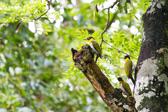 Image of Black-headed Woodpecker