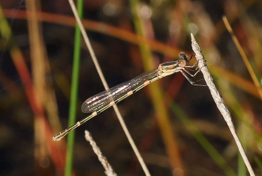 Image de Austrolestes leda (Selys 1862)