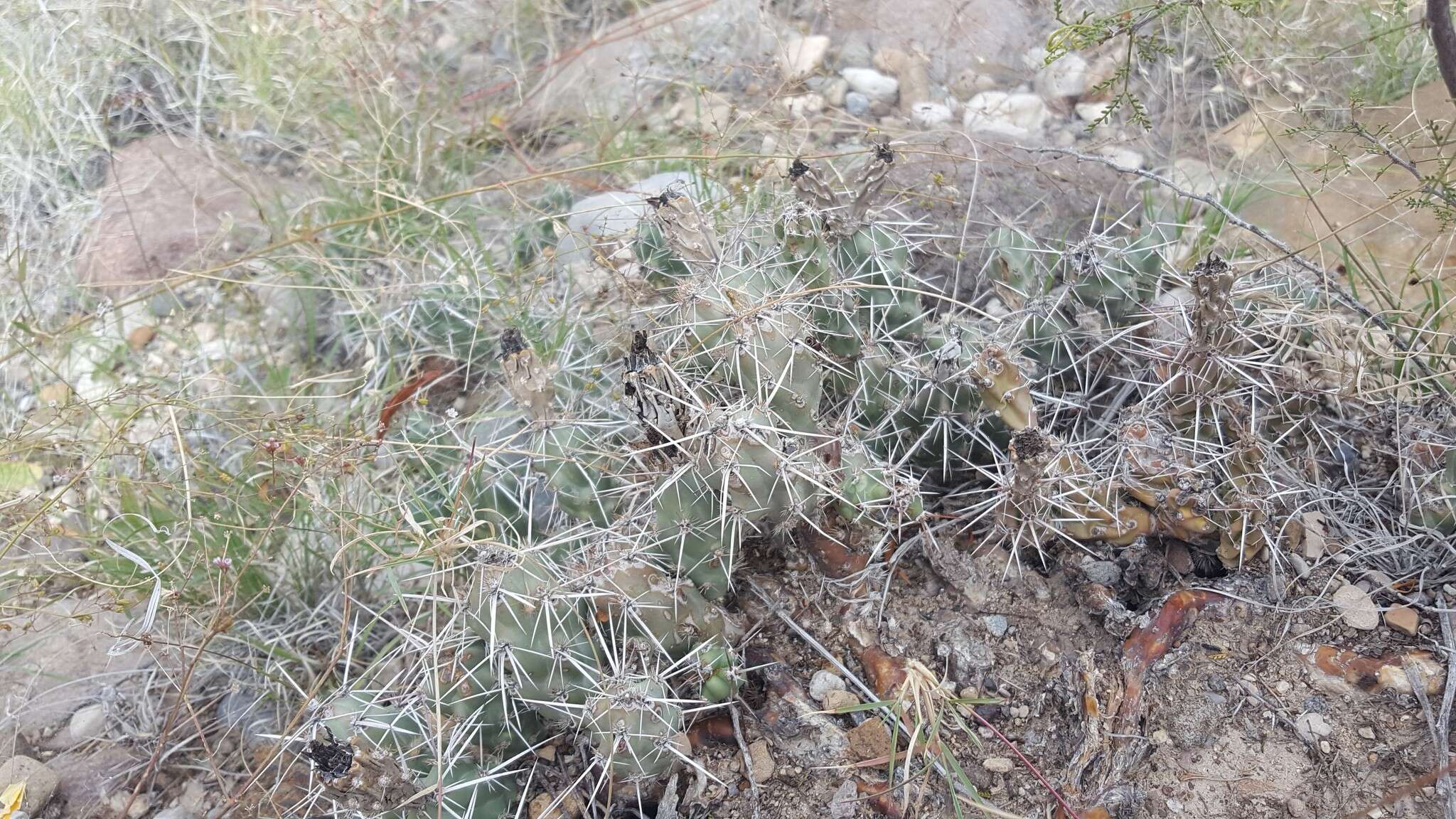 Image of Big Bend pricklypear