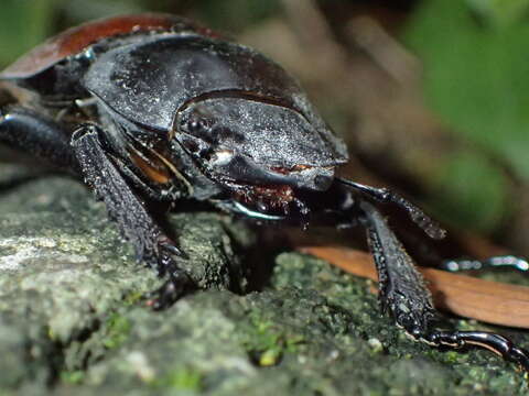 Image of Neolucanus swinhoei Bates 1866