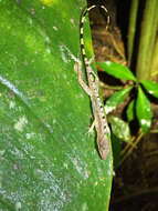 Image of Anolis zeus (Köhler & Mccranie 2001)