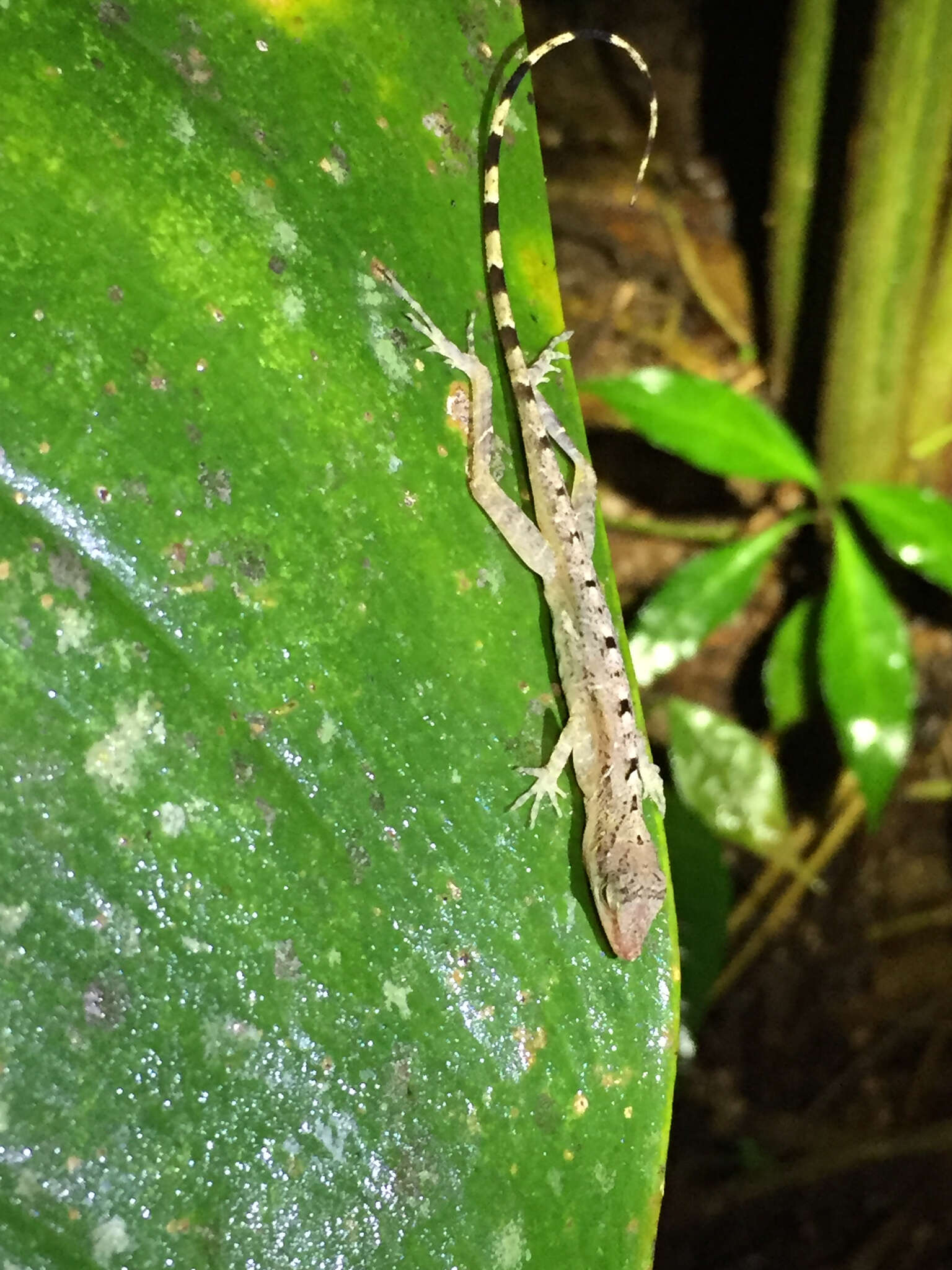 Image of Anolis zeus (Köhler & Mccranie 2001)