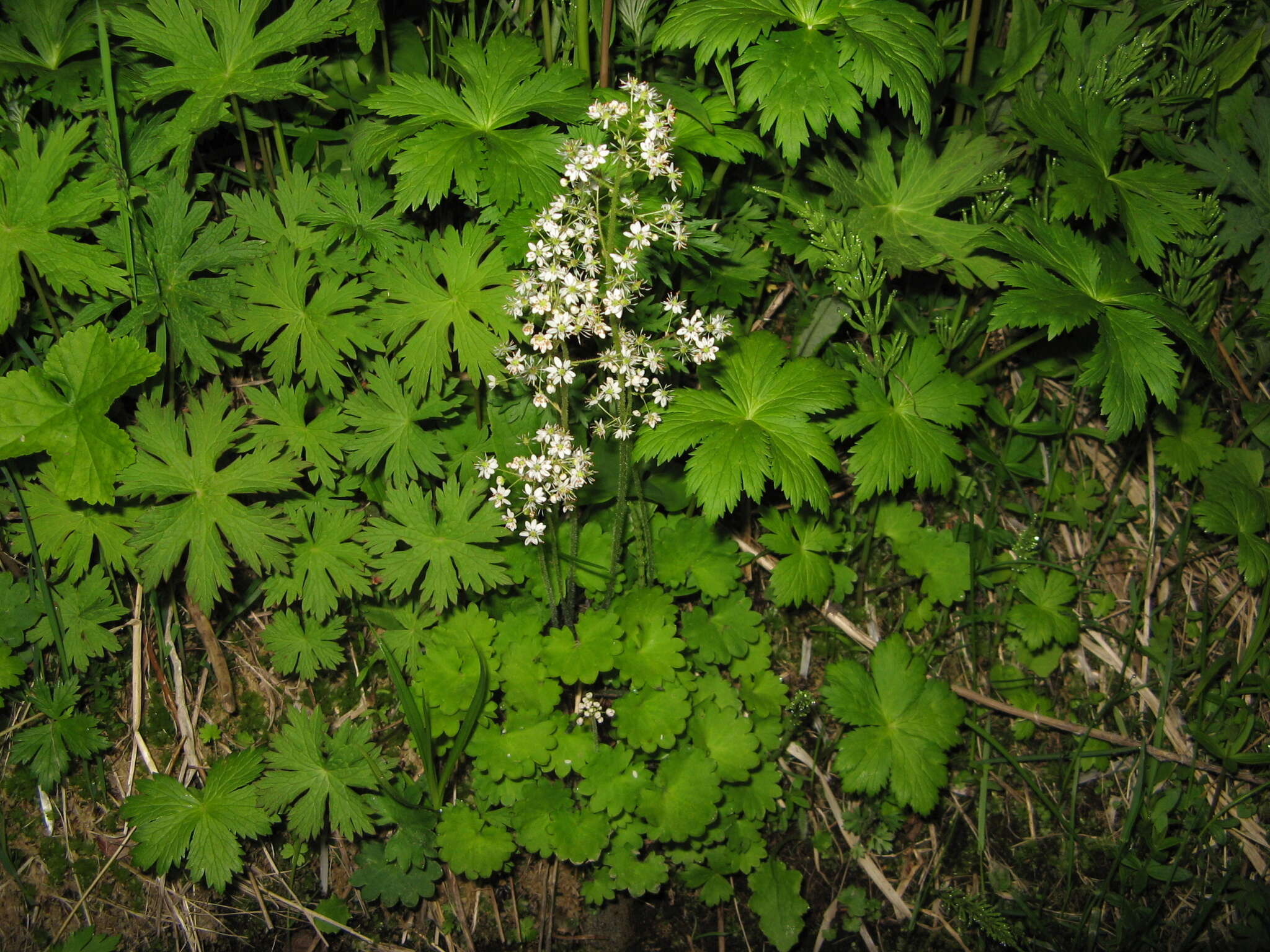 Image of Porsild's Pseudosaxifrage