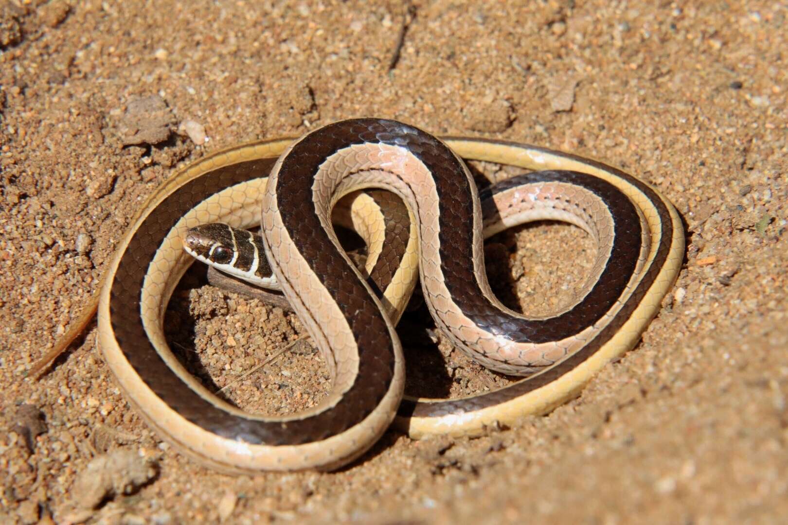 Image of Dwarf sand snake