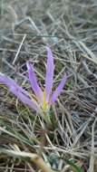 Image de Colchicum montanum L.