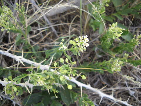 Imagem de Lepidium integrifolium Nutt.