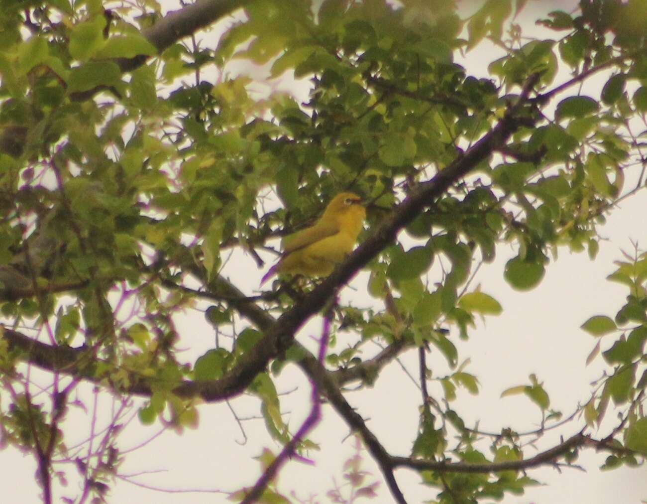 Image of African Yellow White-eye