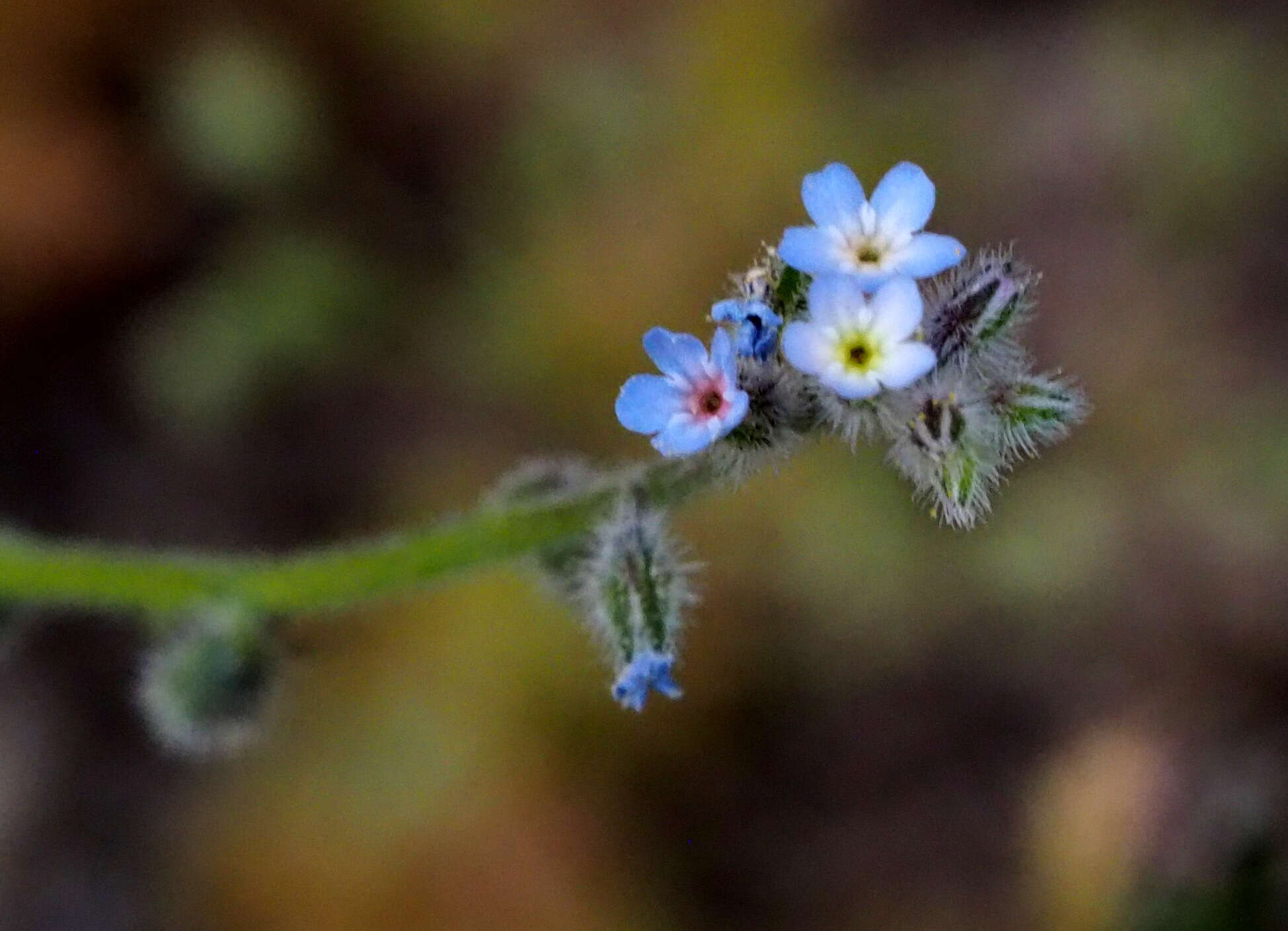 Image of Myosotis refracta Boiss.