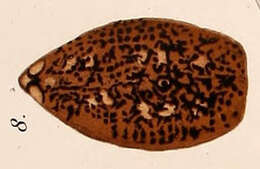 Image of Dendrocoelidae