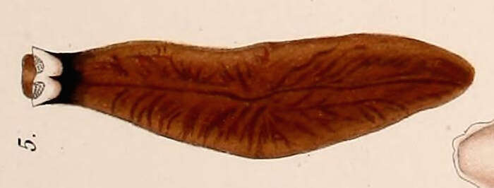 Image of Dendrocoelidae