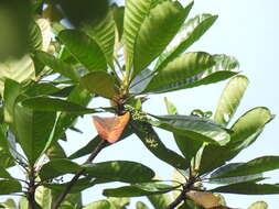 Image of Greater Green Leafbird